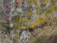 Allium sphaerocephalon 2, Kogellook, Saxifraga-Kees Marijnissen