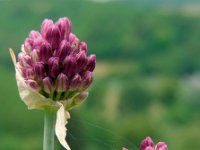 Allium sphaerocephalon 8, Kogellook, Saxifraga-Ed Stikvoort : viroin2011