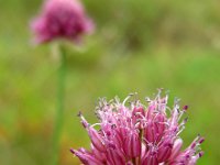 Allium sphaerocephalon 9, Kogellook, Saxifraga-Ed Stikvoort : jura2010