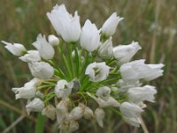 Allium subhirsutum 3, Saxifraga-Rutger Barendse