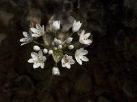 Allium subhirsutum 4, Saxifraga-Jan van der Straaten