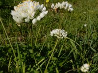 Allium subvillosum 11, Saxifraga-Ed Stikvoort