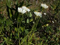 Allium subvillosum 13, Saxifraga-Ed Stikvoort