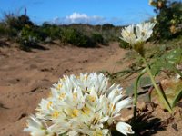 Allium subvillosum 14, Saxifraga-Ed Stikvoort