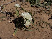 Allium subvillosum 15, Saxifraga-Ed Stikvoort