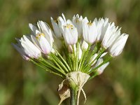 Allium subvillosum 17, Saxifraga-Sonja Bouwman  Spring garlic - Allium subvillosum - Alliaceae familie