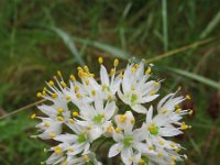 Allium subvillosum 2, Saxifraga-Rutger Barendse