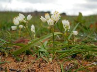 Allium subvillosum 3, Saxifraga-Ed Stikvoort