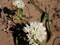 Allium subvillosum 8, Saxifraga-Ed Stikvoort