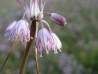 Allium telmatum
