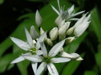 Allium ursinum 29, Daslook, Saxifraga-Ed Stikvoort