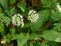 Allium ursinum 57, Daslook, Saxifraga-Hans Grotenhuis