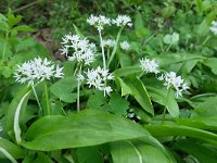 Allium ursinum 64, Daslook, Saxifraga-Tom Heijnen