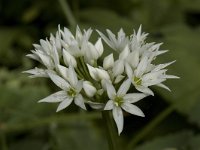 Allium ursinum 9, Daslook, Saxifraga-Willem van Kruijsbergen