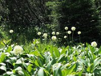 Allium victorialis 4, Saxifraga-Jasenka Topic