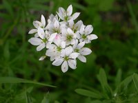 Allium zebdanense 10, Bochtig look, Saxifraga-Peter Meininger