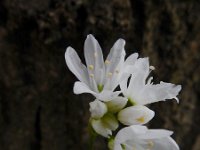 Allium zebdanense 8, Bochtig look, Saxifraga-Ed Stikvoort