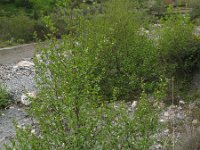 Alnus cordata 1, Hartbladige els, Saxifraga-Rutger Barendse