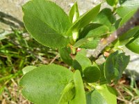 Alnus cordata 10, Hartbladige els, Saxifraga-Rutger Barendse