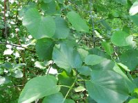 Alnus cordata 14, Hartbladige els, Saxifraga-Rutger Barendse