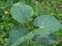 Alnus cordata 2, Hartbladige els, Saxifraga-Rutger Barendse