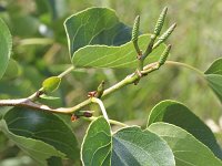 Alnus cordata 3, Hartbladige els, Saxifraga-Rutger Barendse