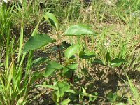 Alnus cordata 6, Hartbladige els, Saxifraga-Rutger Barendse