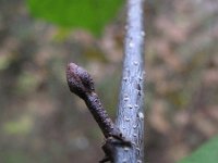 Alnus cordata 7, Hartbladige els, Saxifraga-Rutger Barendse