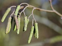 Alnus glutinosa 46, Zwarte els, Saxifraga-Tom Heijnen