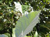 Alnus incana 3, Witte els, Saxifraga-Rutger Barendse