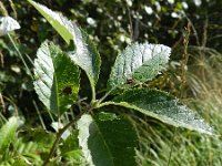 Alnus incana 4, Witte els, Saxifraga-Rutger Barendse