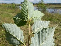 Alnus incana 6, Witte els, Saxifraga-Rutger Barendse