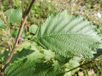 Alnus incana 9, Witte els, Saxifraga-Rutger Barendse