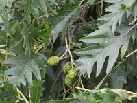 Alnus incana cv laciniata 11, Saxifraga-Peter Meininger