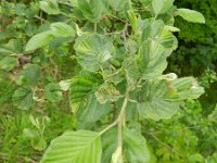 Alnus viridis 4, Saxifraga-Rutger Barendse