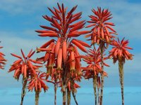 Aloe arborescens 2, Saxifraga-Ed Stikvoort