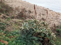 Aloe arborescens 2, Saxifraga-Piet Zomerdijk
