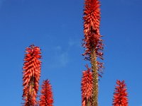 Aloe arborescens 7, Saxifraga-Ed Stikvoort