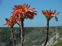 Aloe maculata 4, Saxifraga-Ed Stikvoort