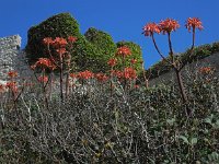 Aloe maculata 5, Saxifraga-Ed Stikvoort