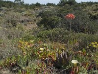 Aloe mitriformis