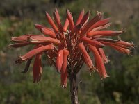 Aloe mitriformis 2, Saxifraga-Willem van Kruijsbergen