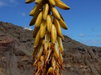 Aloe vera 2, Saxifraga-Ed Stikvoort