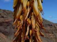 Aloe vera 3, Saxifraga-Ed Stikvoort