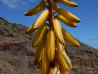 Aloe vera 4, Saxifraga-Ed Stikvoort