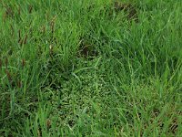 Alopecurus geniculatus 4, Geknikte vossenstaart, Saxifraga-Hans Boll