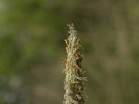 Alopecurus pratensis, Meadow Foxtail