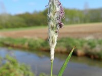 Alopecurus pratensis 12, Grote vossenstaart, Saxifraga-Rutger Barendse