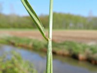 Alopecurus pratensis 13, Grote vossenstaart, Saxifraga-Rutger Barendse