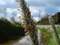 Alopecurus pratensis 15, Grote vossenstaart, Saxifraga-Rutger Barendse